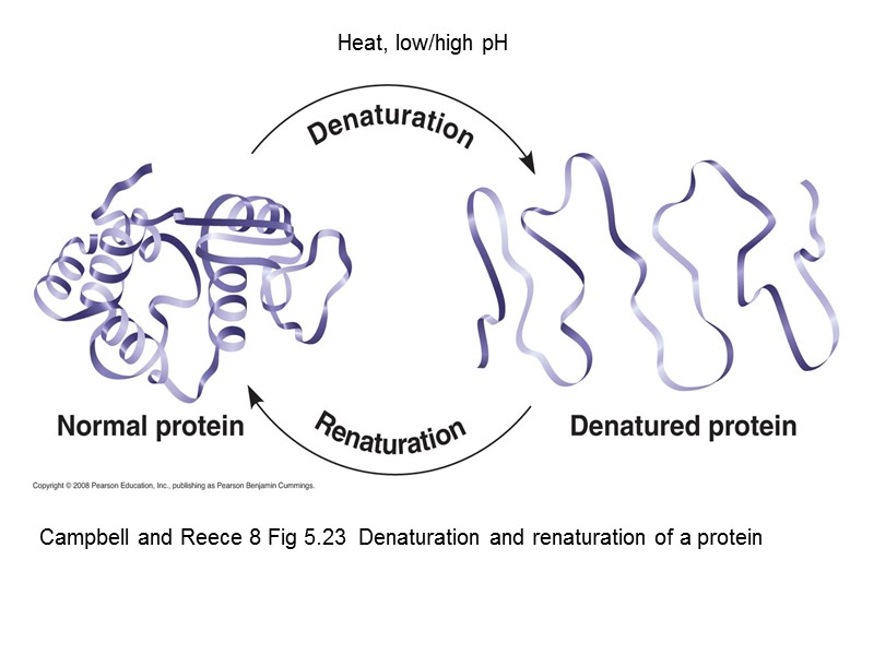 Campbell and Reece 8 Fig 5.23  Denaturation and renaturation of a protein Heat,